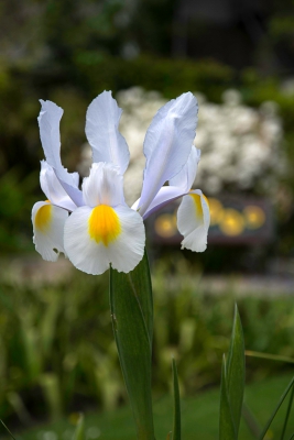 White Iris